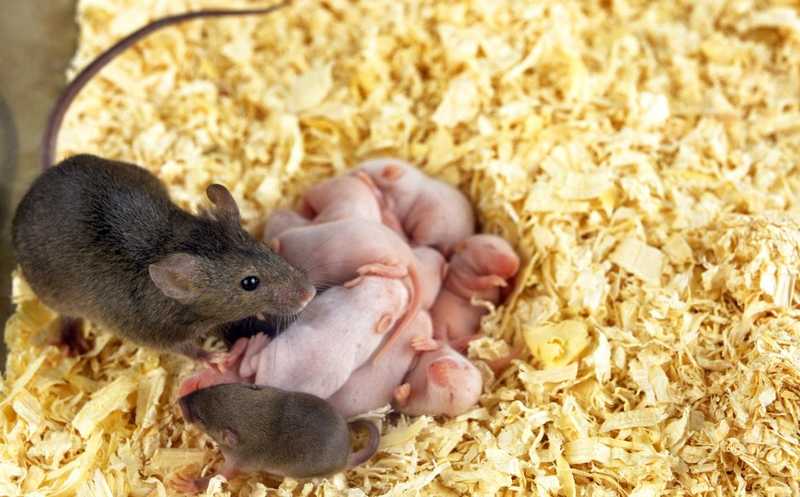 Эпителиальный Gp130 контролирует имплантацию эмбриона у мышей