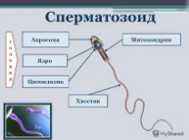 Митохондрии: роль в жизни сперматозоида и мужском бесплодии 