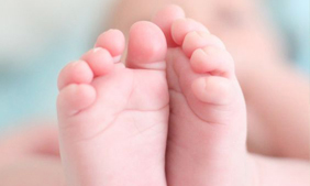 Морфология эмбрионов и живорождение в соединенных штатах