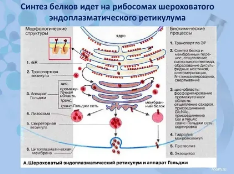 Возникновение агрегатов гладкого эндоплазматического ретикулума в ооцитах в метафазе II:взаимосвязь с протоколами стимуляции и исходами циклов ИКСИ И ЭКО